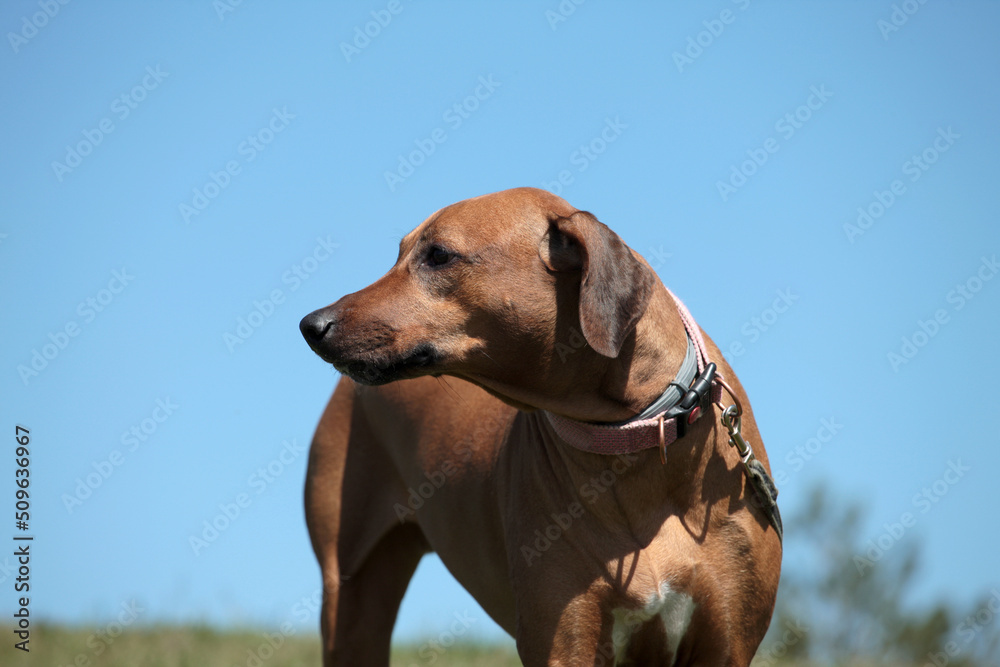 Beautiful dog rhodesian ridgeback hound outdoors on a field Beautiful dog rhodesian ridgeback hound outdoors on a field