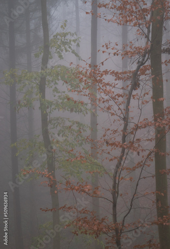 Green leaves on a tree next to a tree with orange leaves in the Palatinate forest on a foggy fall day in Germany.