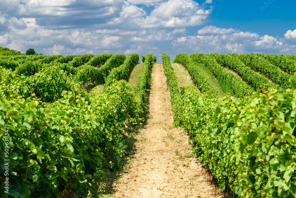 Vines in a rows. Vineyard landscape with beautiful clouds and blue sky in the summer. Pannonhalma Wine Region in Hungary Vines in a rows. Vineyard landscape with beautiful clouds and blue sky in the summer. Pannonhalma Wine Region in Hungary