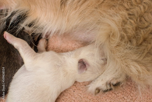 Closeup of healthy newborn puppies sucking on their mom's teats. photo