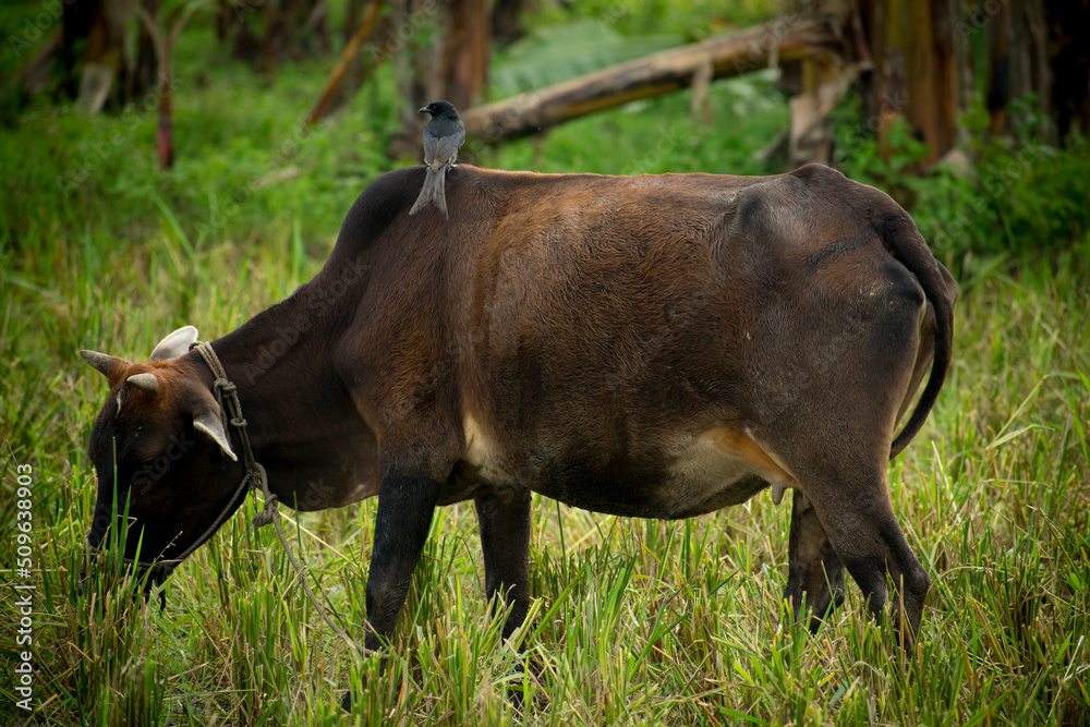The black drongo bird siting on the cow in a field with natural view backgrounds,selective focus images. The black drongo bird siting on the cow in a field with natural view backgrounds,selective focus images.