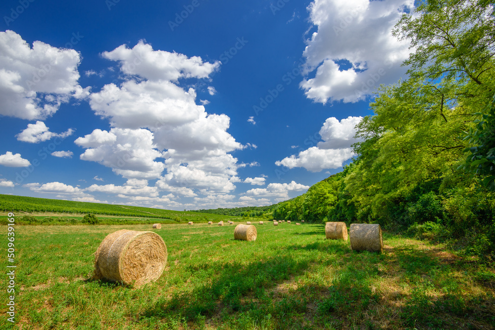 Hay bales on the farmfield near the forest, Hungary