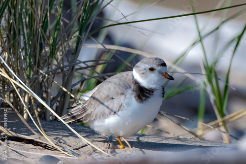 Piping Plover, an endangered species