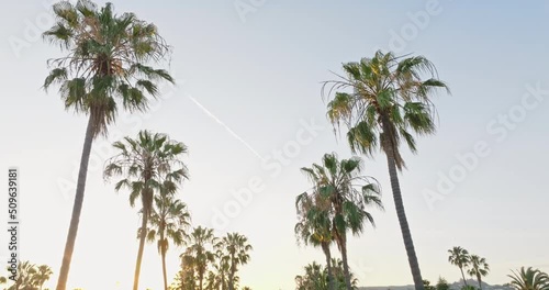 Flying Through Palm Trees at Sunset to Reveal Upscale Resort, Beverly Hills Hotel