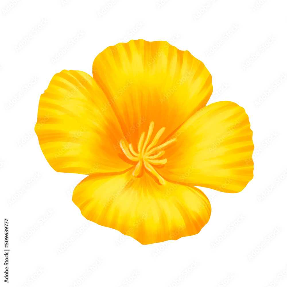 drawing flower of eschscholzia , California poppy, cup of gold isolated at white background , hand drawn botanical illustration
