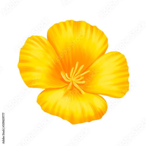 drawing flower of eschscholzia , California poppy, cup of gold isolated at white background , hand drawn botanical illustration photo