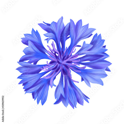 drawing blue flower of cornflower ,Centaurea cyanus isolated at white background , hand drawn botanical illustration