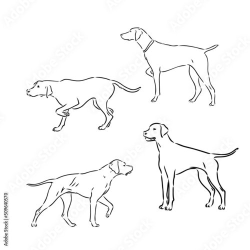 Pointer hunting dog sketch, contour vector illustration