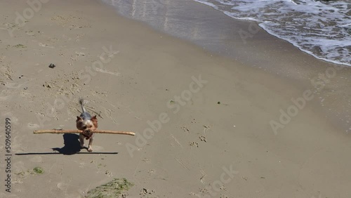 Doggy runs and plays along  seashore and carries stick in his teeth. 4K Resolution
 photo
