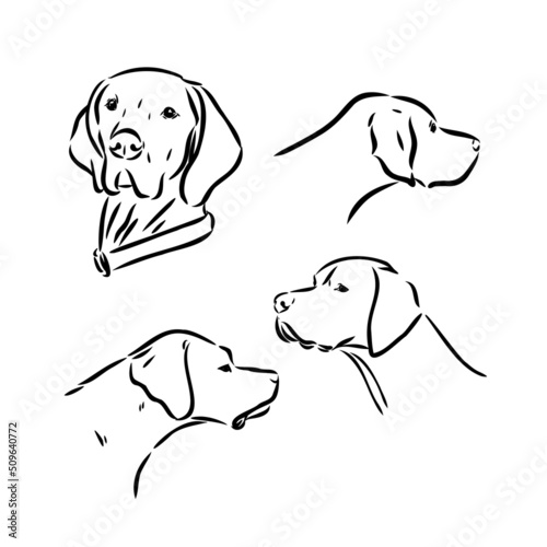 Pointer hunting dog sketch, contour vector illustration
