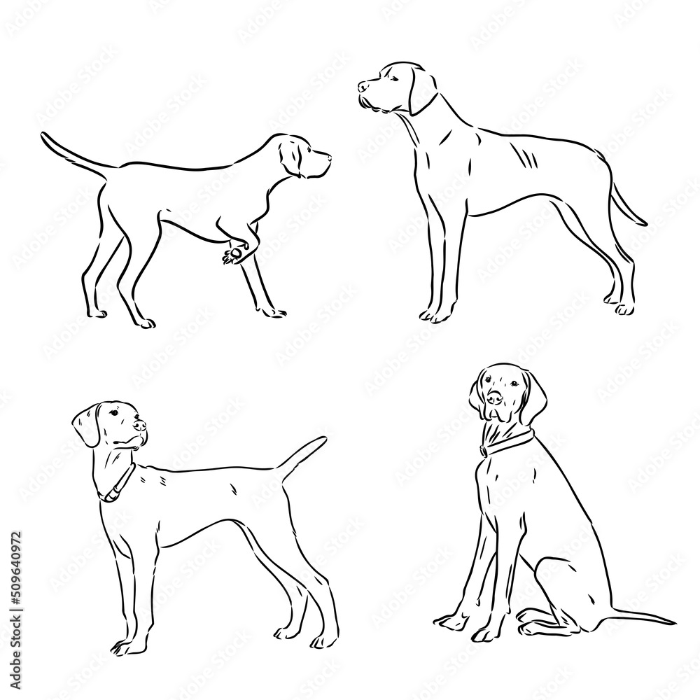 Pointer hunting dog sketch, contour vector illustration