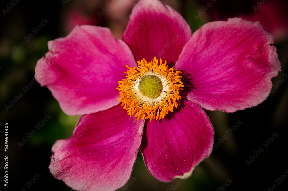 Fototapeta premium Anemones