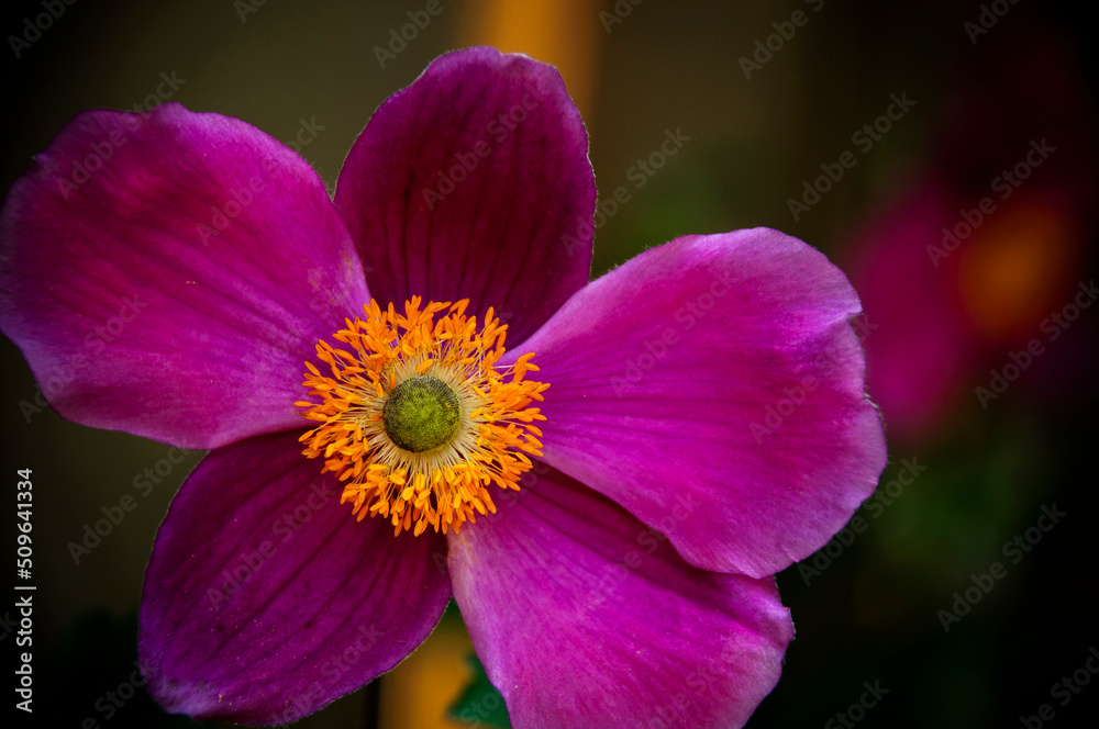 Anemones in my garden