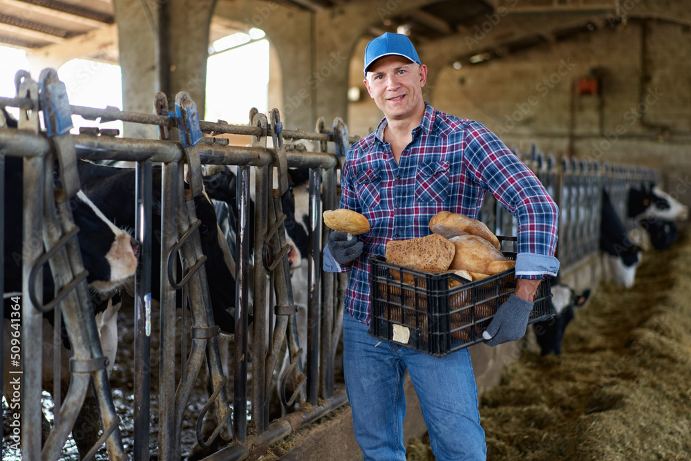 farmer man with bread in his hands at the cow farm farmer man with bread in his hands at the cow farm