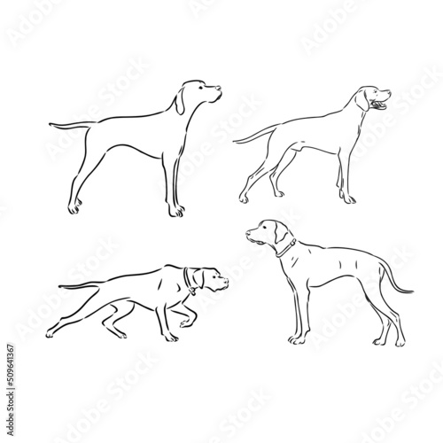 Pointer hunting dog sketch, contour vector illustration