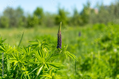 Blooming macro blue lupine flower