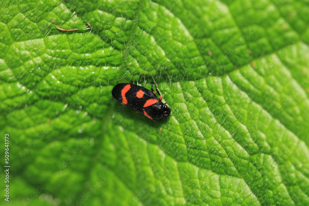cercopis vulnerata insect macro photo cercopis vulnerata insect macro photo