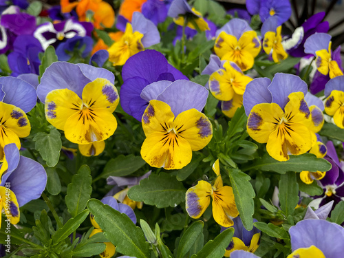 Vibrant purple violet and yellow Viola Cornuta pansies flowers close up  floral wallpaper background with blooming yellow purple heartsease pansy flowers