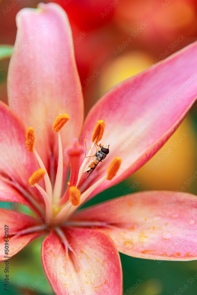 Episyrphus balteatus is a marmalade ground beetle on a red lily flower in the garden. marmalade ground beetle on a wild lily flower. fly collecting pollen on a lily flower