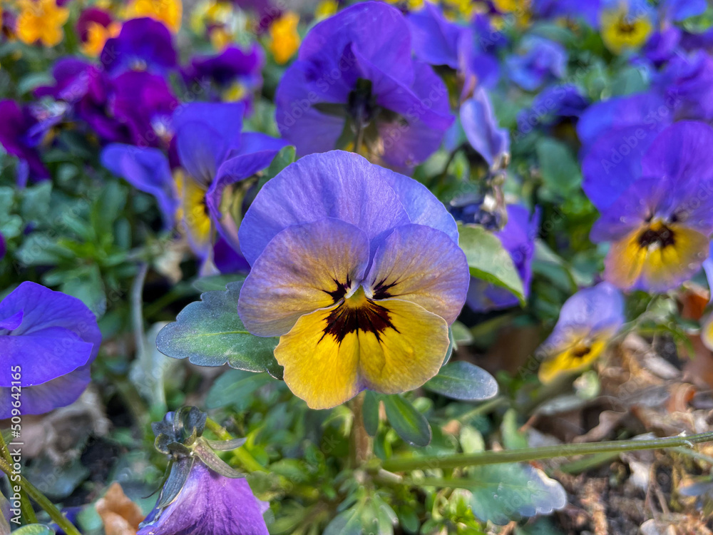 Vibrant violet blue and yellow Viola Cornuta pansies flowers close up, floral wallpaper background with blooming yellow blue heartsease pansy flowers