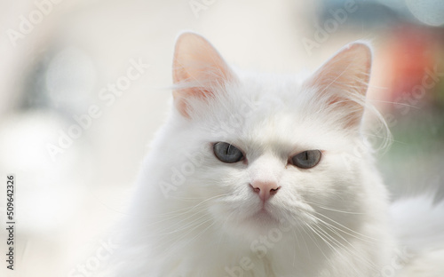 Gato blanco ojos azules.