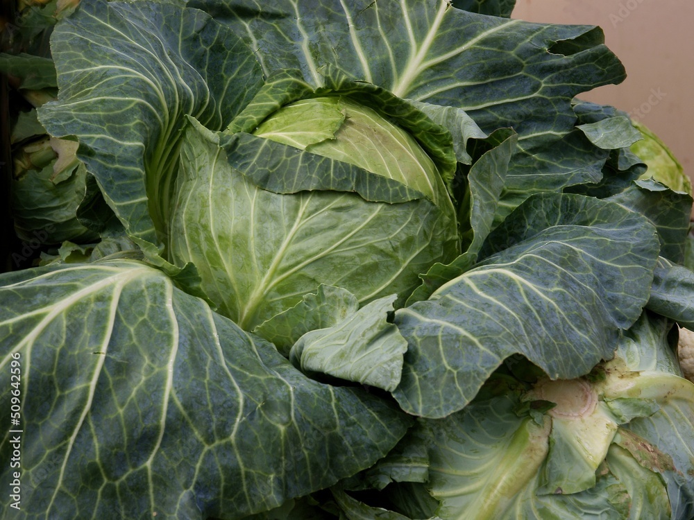 green,early cabbage leaf vegetable green,early cabbage leaf vegetable
