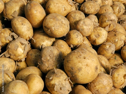 fresh raw early potatoes as tasty vegetarian food