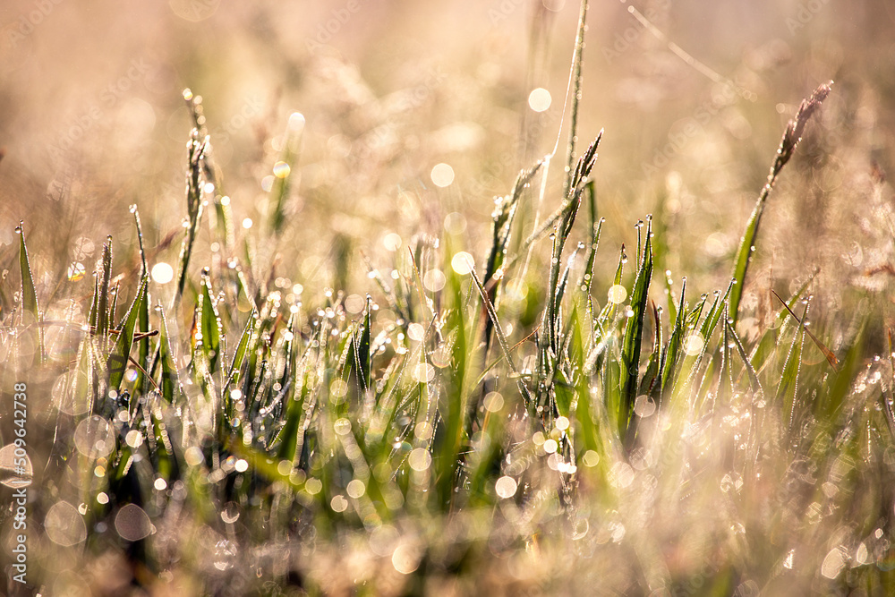 abstract morning grass background with dew drops against the sun. bottom view