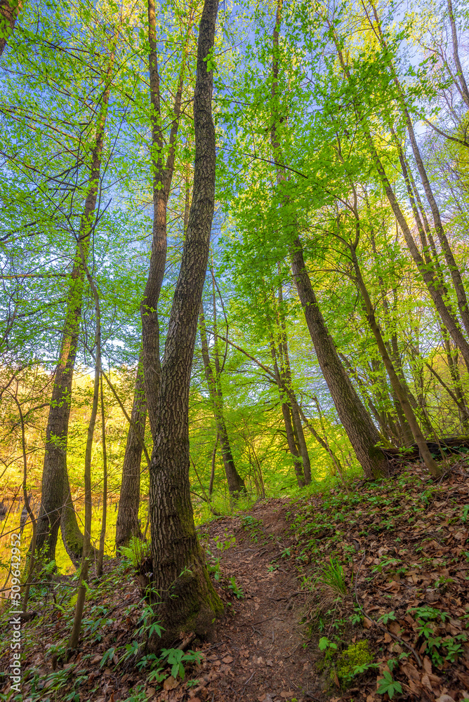 Green foliage with path and sunshine in the forest. Spring holiday in Hungary Green foliage with path and sunshine in the forest. Spring holiday in Hungary