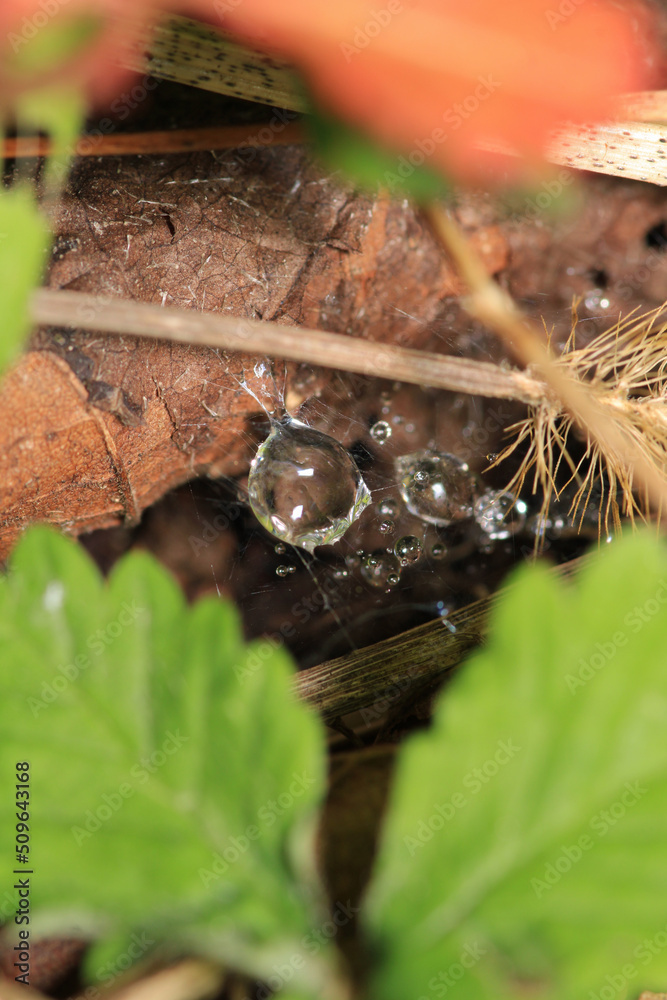 Obraz premium water drops macro photo on grass
