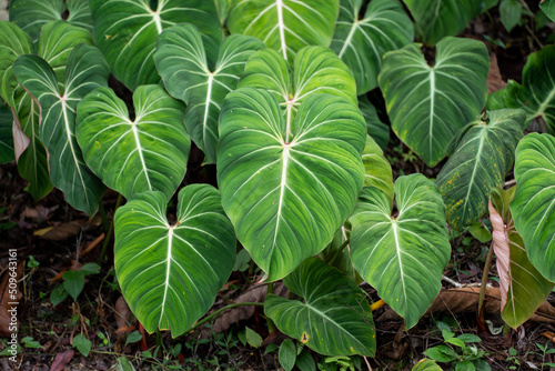 Philodendron Gloriosum growing wild in the rain forest. Green velvet, white vein,  heart shape, rainforest foliage, huge leaf. Suitable for indoor plant. . photo