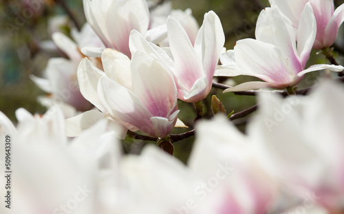 fiori di magnolia con un bel colore bianco-rosa