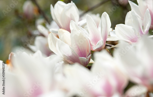 fiori di magnolia con un bel colore bianco-rosa