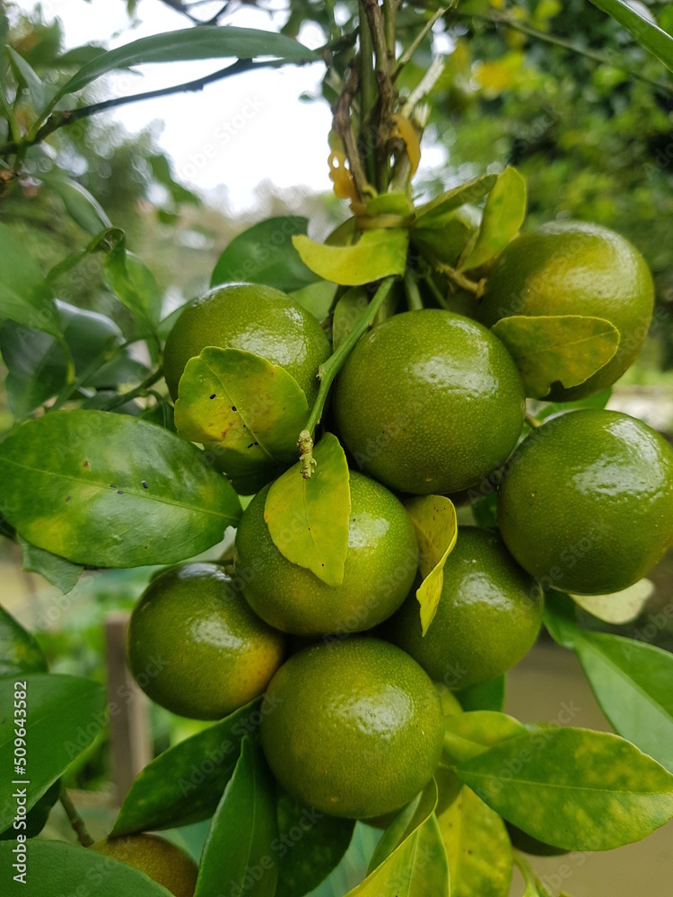 Green kumquat or Green Mandarin Green kumquat or Green Mandarin