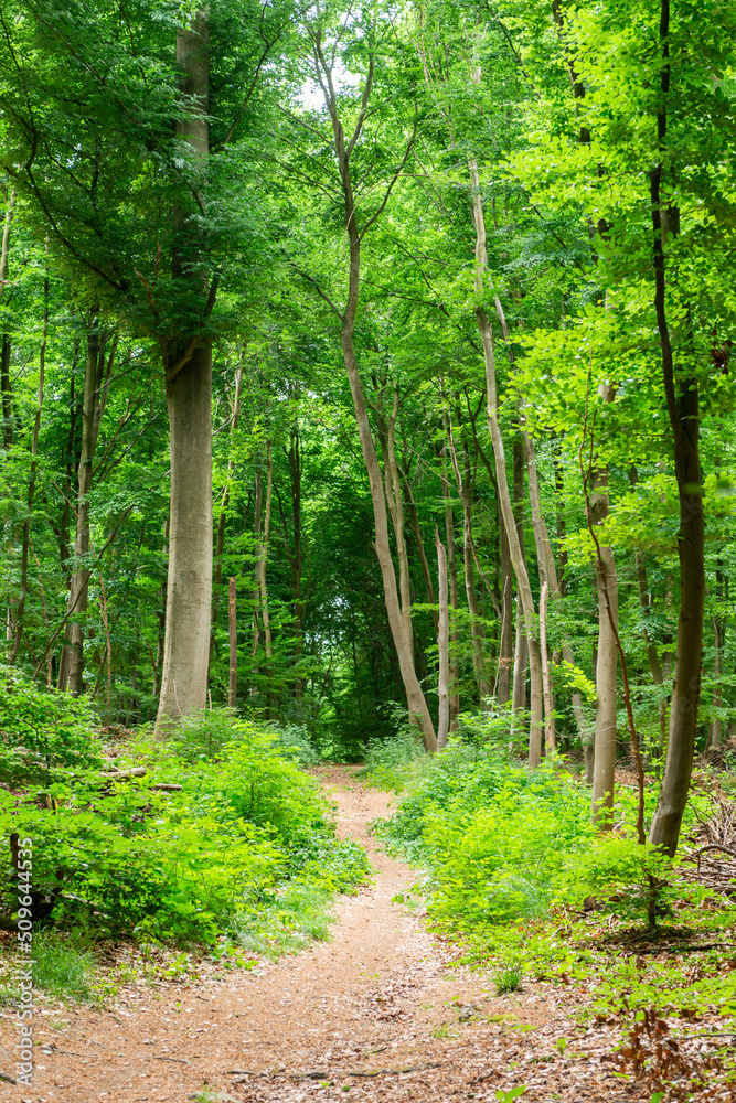 path in the woods goals conecpt grow health hiking activity path in the woods goals conecpt grow health hiking activity