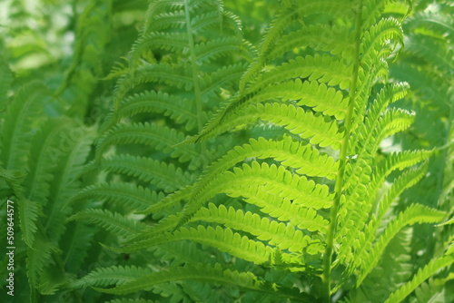 Ferns