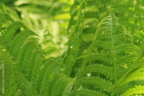 Fern 