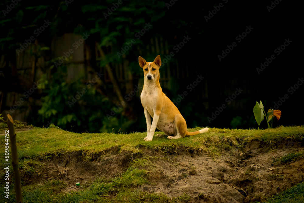 Obraz premium The dog looking very gorgious, selective focus images.