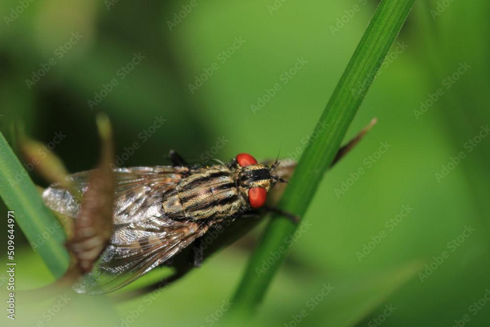 calliphora vicina fly macro photo calliphora vicina fly macro photo
