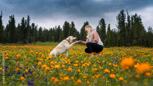a girl in a blooming field with a Labrador dog. The flowering of orange fry. happy family. the dog gives the owner's paw