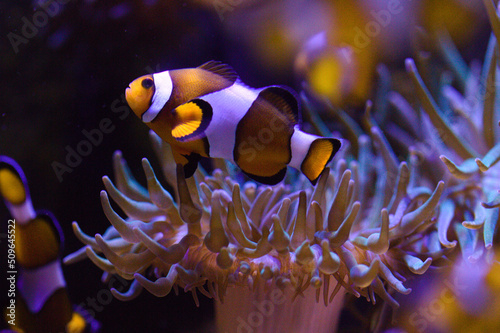 Fotografiet Clown fish in anemone