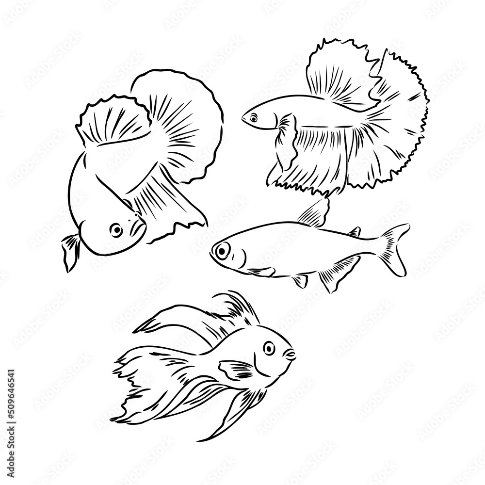 Tropical sea and aquarium fishes collection on white background. Set of freshwater and saldwater aquarium cartoon fishes. Varieties of ornamental popular fish in sketch line drawing style Tropical sea and aquarium fishes collection on white background. Set of freshwater and saldwater aquarium cartoon fishes. Varieties of ornamental popular fish in sketch line drawing style