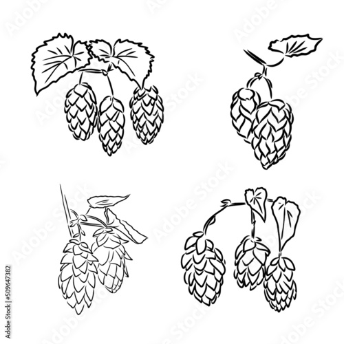 illustration of beer hop in engraving style. Design element for poster, label, sign, emblem, menu. Vector illustration