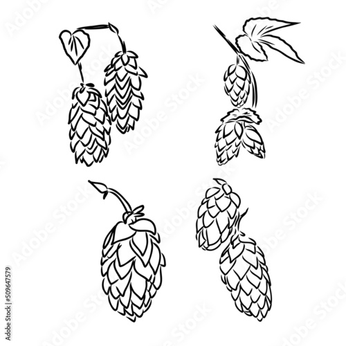 illustration of beer hop in engraving style. Design element for poster, label, sign, emblem, menu. Vector illustration