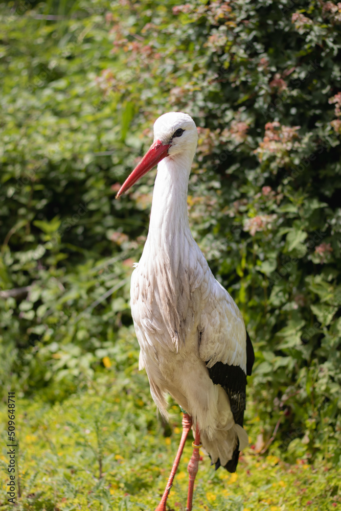 Portrait shot of a curious stork in front of a green, lush, summery background Portrait shot of a curious stork in front of a green, lush, summery background