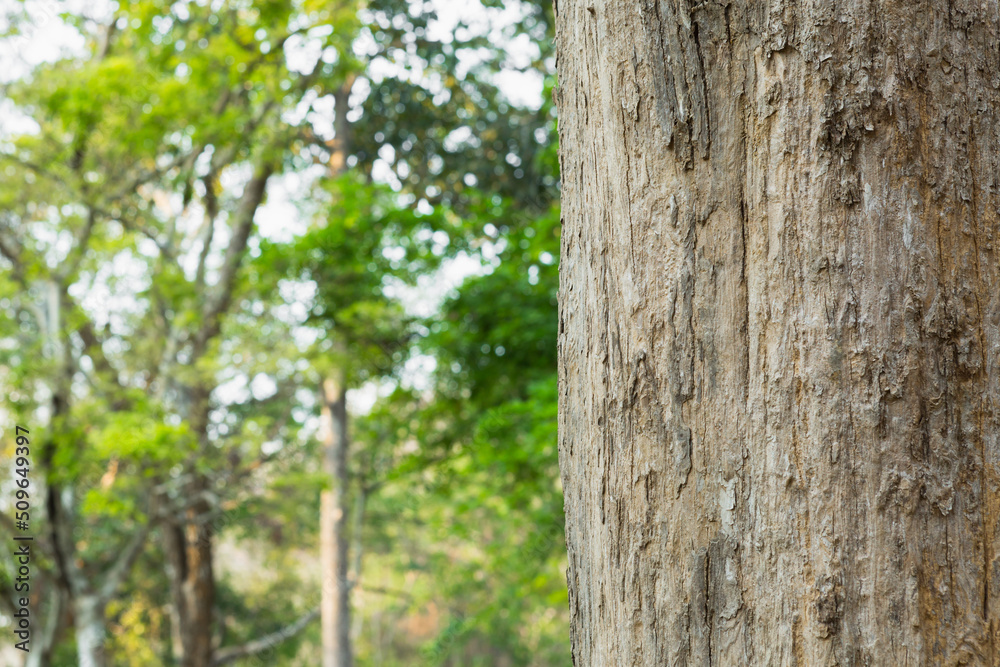 Teak Trees in Thailand precious hardwoods 