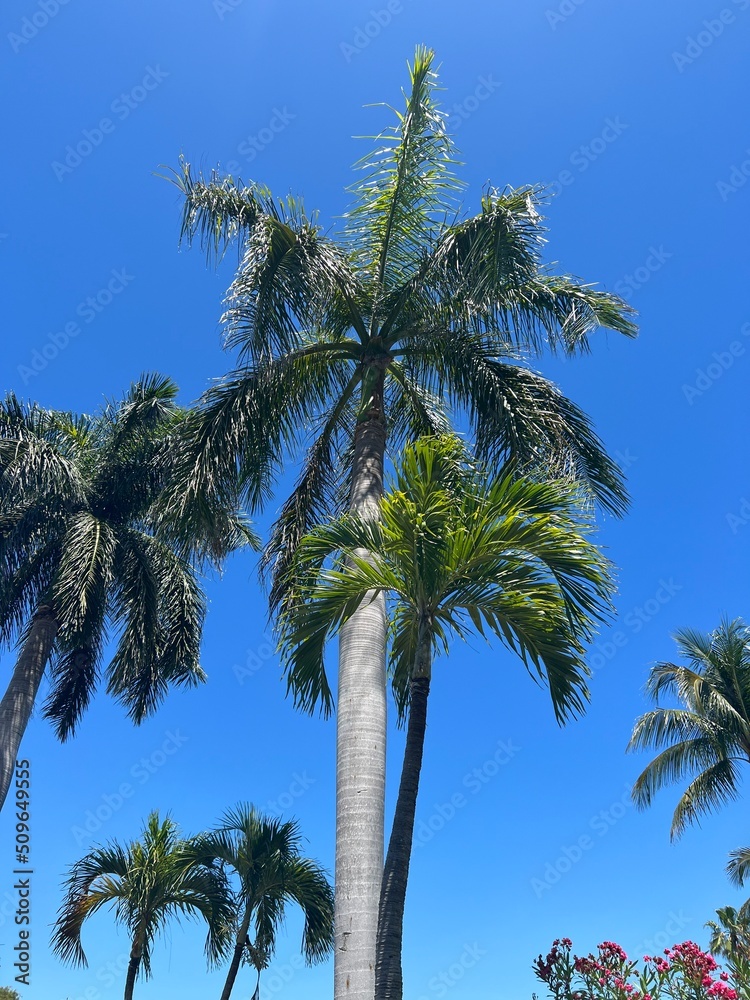 Palm Trees in front of a Blue Sky
