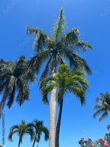 Palm Trees in front of a Blue Sky © Ruby
