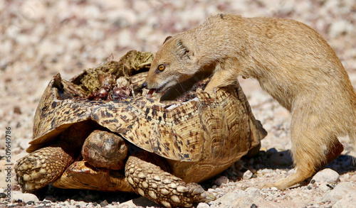 Yellow Mongoose feeding from a dead Leopard Tortoise  Kgalagadi  South Africa