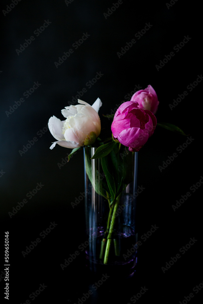 White and pink peony. Glass with peonies. Flowers on a black background. White and pink peony. Glass with peonies. Flowers on a black background.